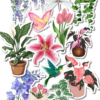 Pack stickers de Plantas y flores